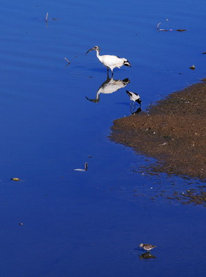 南非的鸟禽们——傅晓红摄影作品