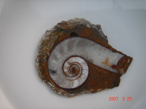 徐明德收藏：喇叭角—独钓园藏石之四